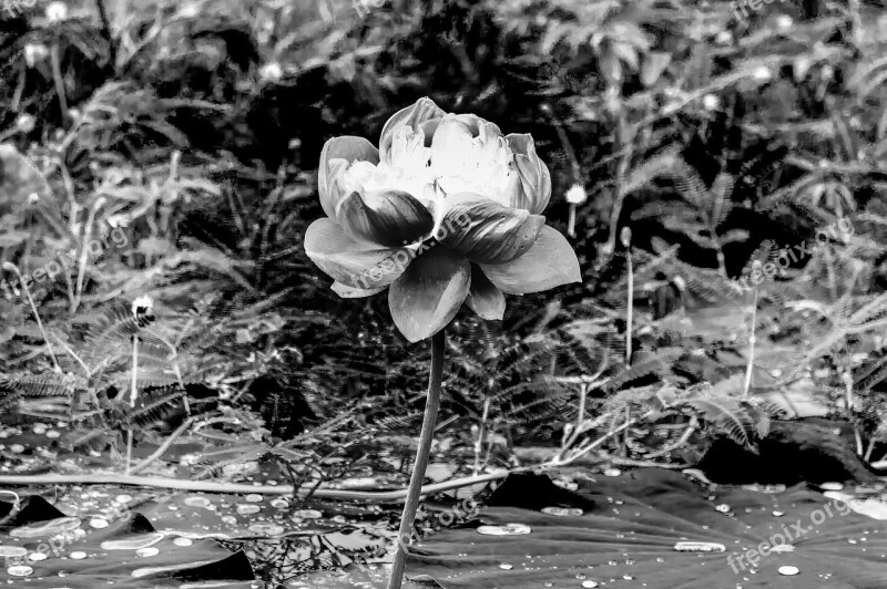 White Lotus Background Arts Thailand Nature