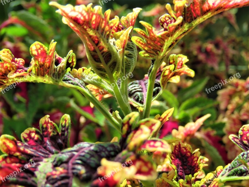 Coleus Plant Garden Nature Leaves