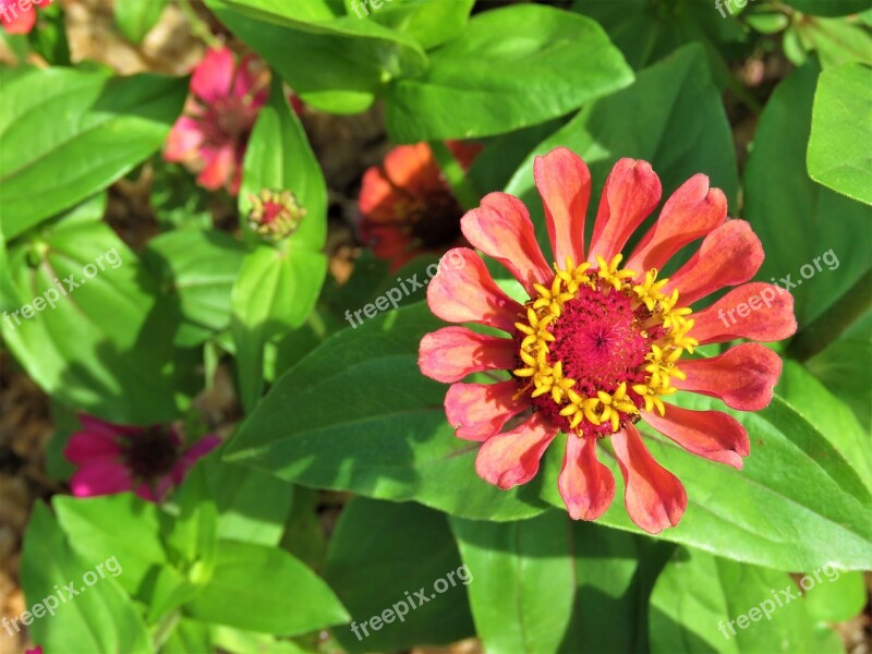 Zinnia Flower Color Colorful Plant