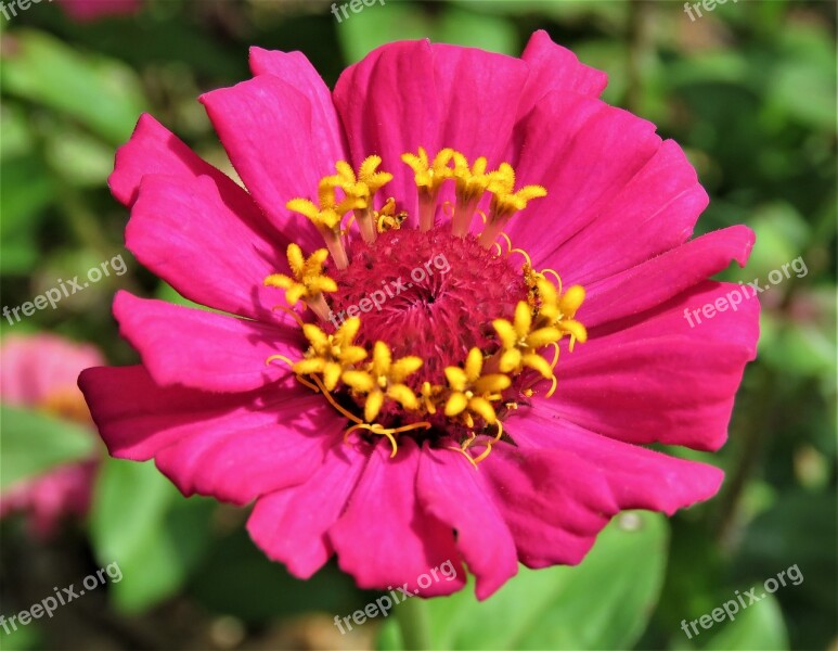 Zinnia Flower Color Colorful Plant