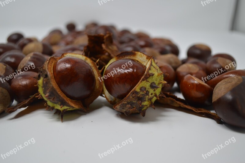 Conker Conkers Horse Chestnut Chestnut Nut