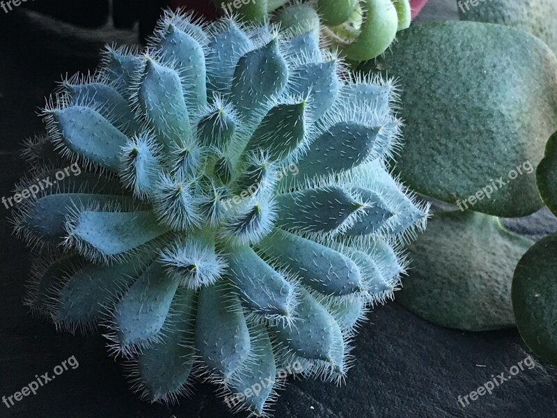 Fleshy Leaves Cactus Hairs Nature Desert