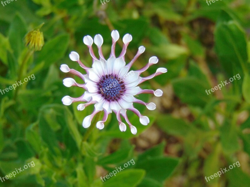 Beauty Of Flower Costa Rica Monteverde Free Photos