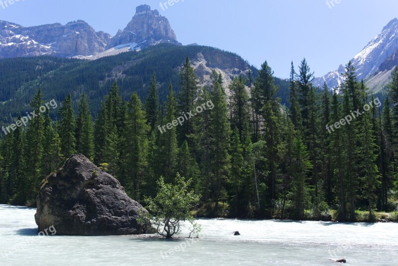 Nature Tree Kicking Horse River Green Landscape