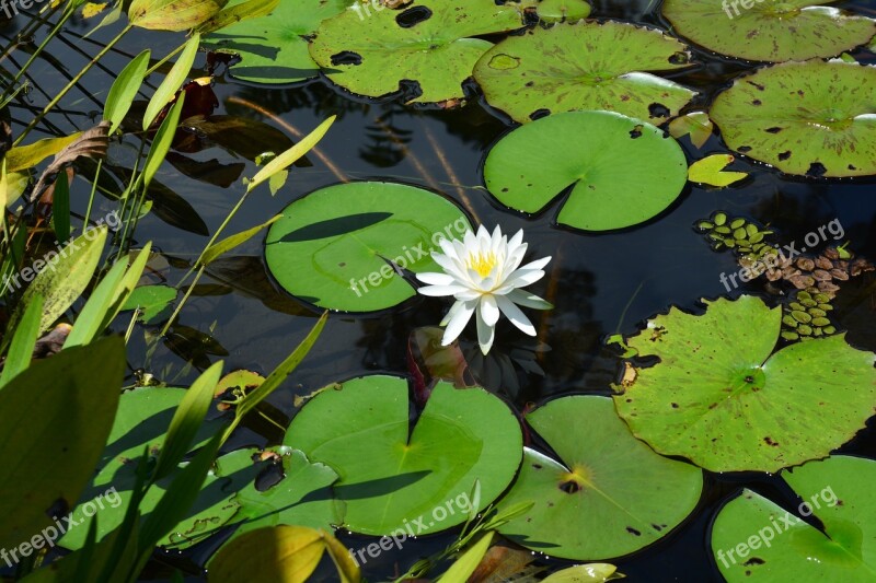 Lotus Flower Lotus Frower Free Photos