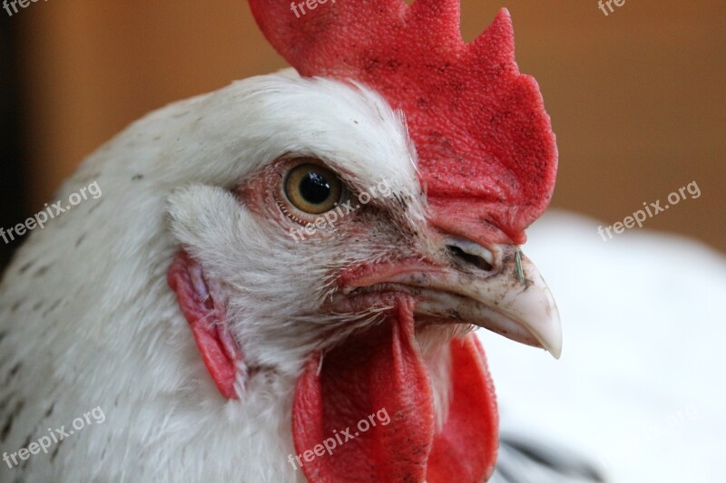 Chicken Hahn Chickens Closeup Total