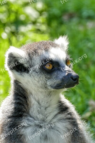 Lemur Animal Cute Mammal Madagascar