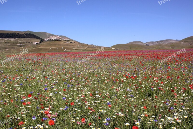 Umbria Castelluccio Of Norcia Bloom