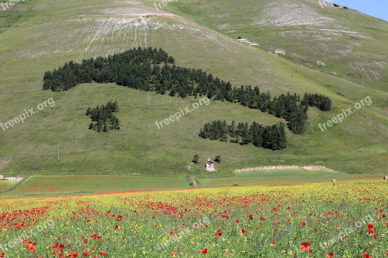 Umbria Castelluccio Of Norcia Bloom