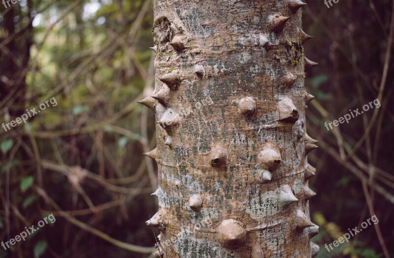 Trunk Nature Thorns Wood Tree