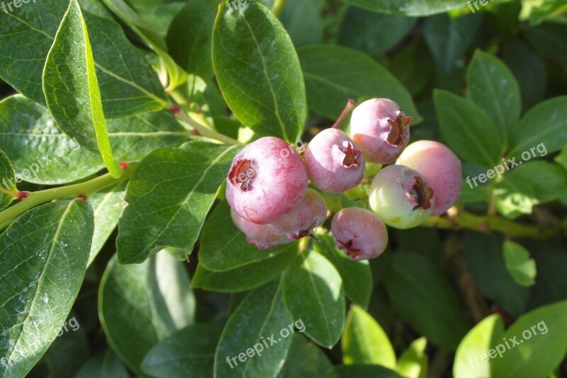 Bilberry American Immature Fruit Garden Bush