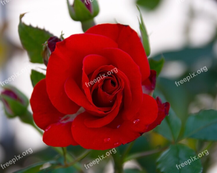 Rose Red Blossom Bloom Plant