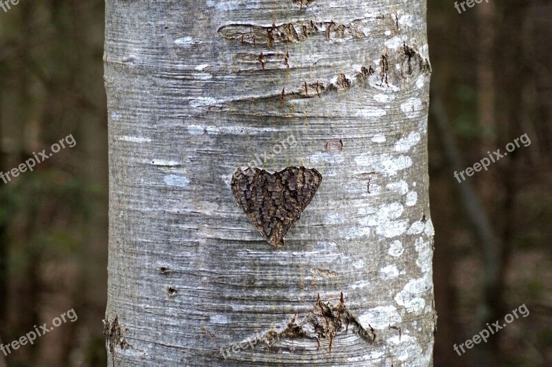 Heart Tree Bark Love Birch Tree