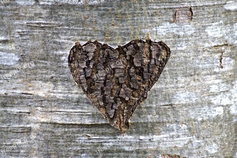 Heart Tree Bark Love Tree Birch