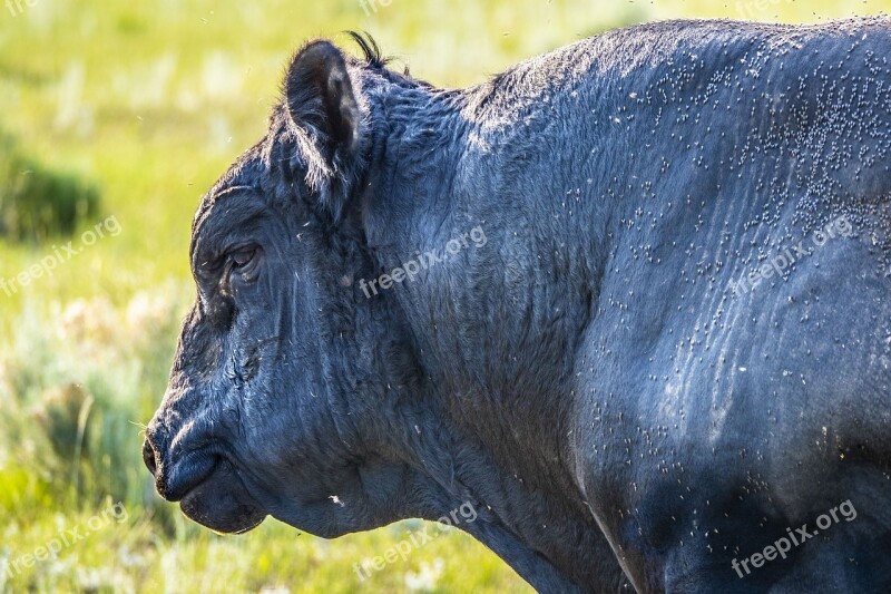 Cattle Bull Livestock Agriculture Cow