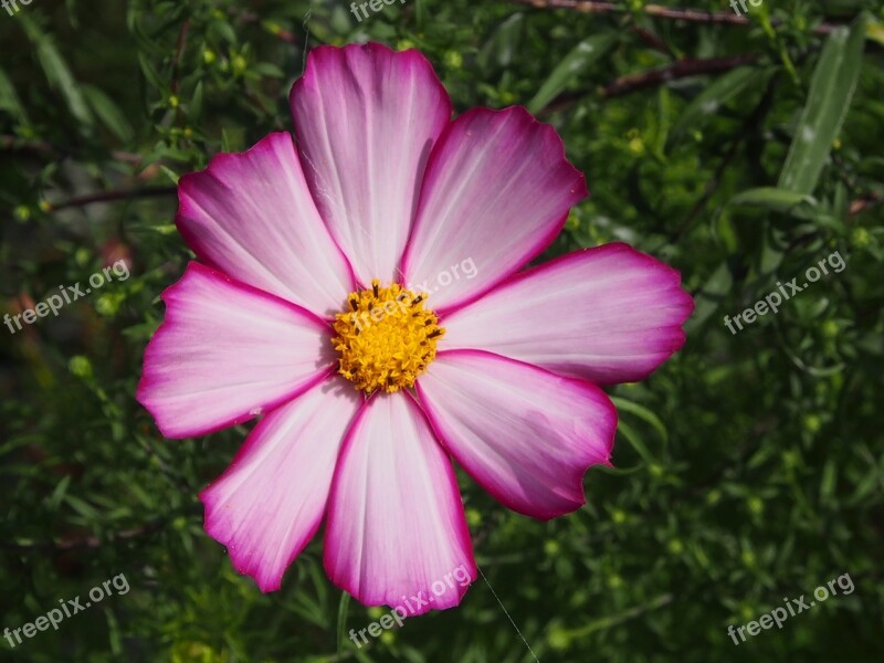 Blossom Bloom Purple White Cosmos