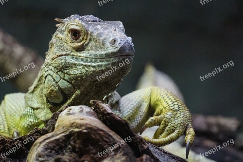 Lizard Bearded Dragon Reptile Green Animal