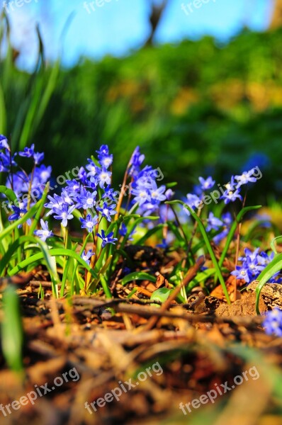 Bluebell Spring Bloom Blue Plant