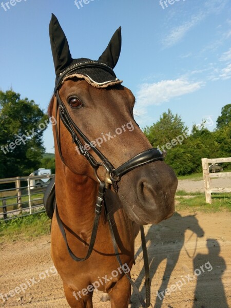 Horse Equine Equestrian Dressage Bridle