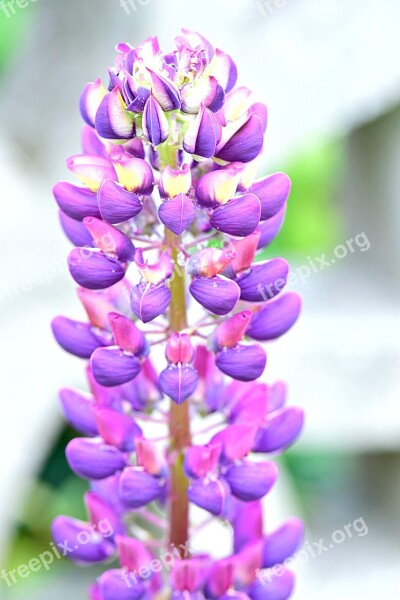 Lupin Lupine Flowers Nature Summer