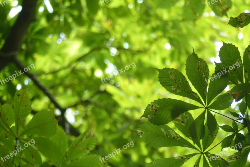 Nature Tree Leaves Green Chestnut