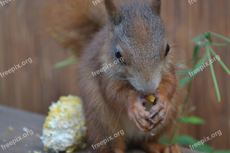 Squirrel Animal Cute Rodent Foraging