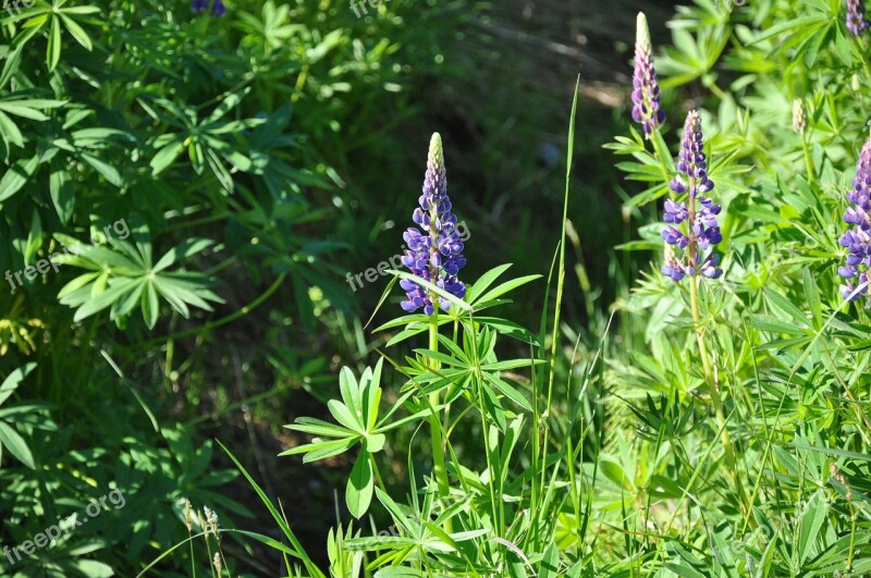 Lupins Purple Flower Nature Spring