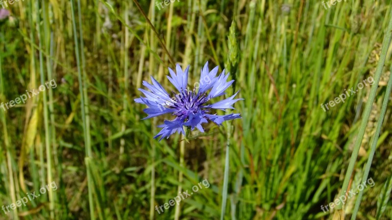 Nature Summer Flower Flora Knapweed