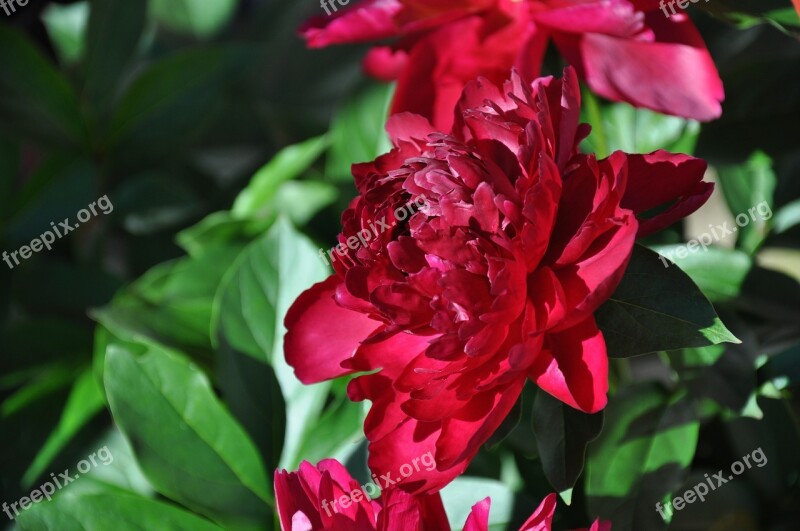 Peonies Pentecost Nature Flower Closeup