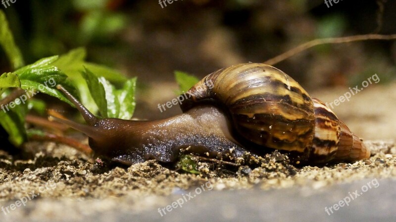 Snail House Animal Nature Shell