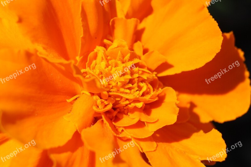 Marigold Flower Orange Flora Brisbane