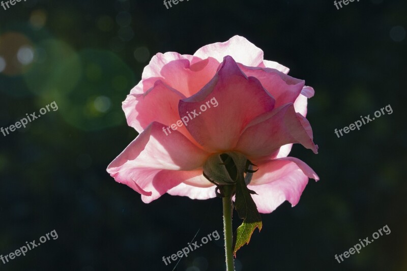 Rose Pink Roses Flowers Beautiful Pink