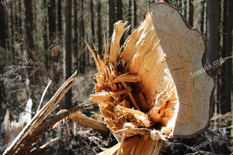 Wood Tree Grubbing-up Forest Broken