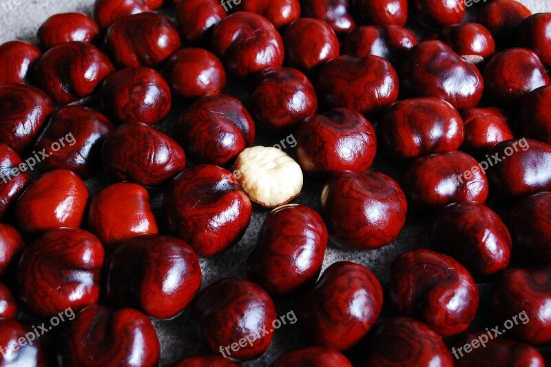 Chestnut Nuts Still Life Red Free Photos