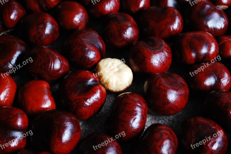 Chestnut Nuts Still Life Red Free Photos