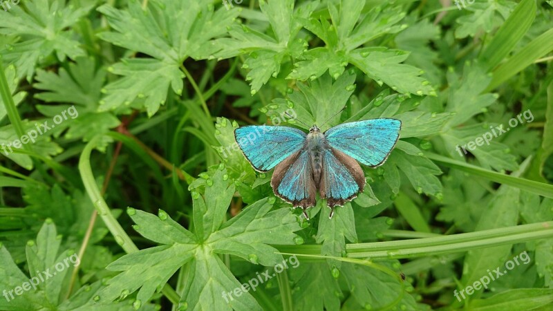 Butterfly Green Butterfly Blue Butterfly Nature Greens