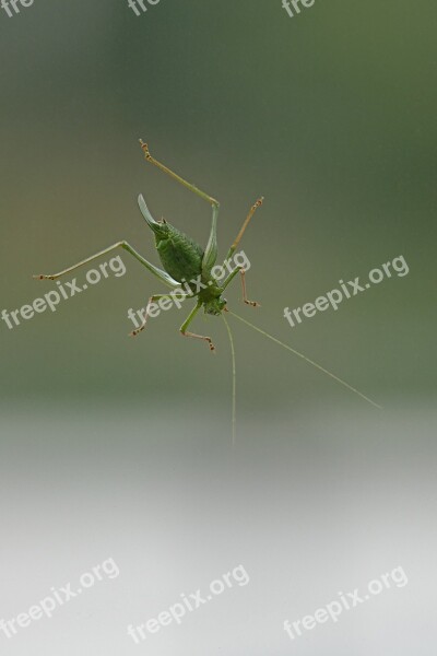 Gomphocerinae Grasshopper Field Grasshopper Insect Nature