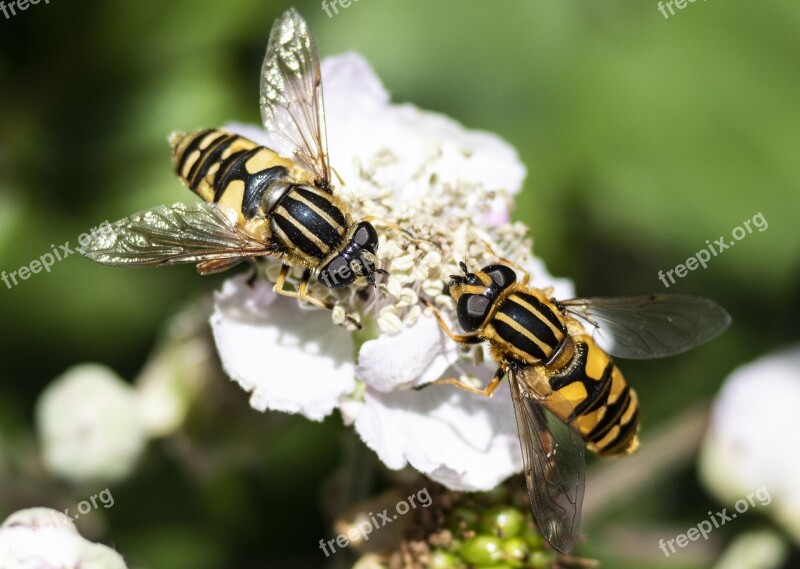 Insect Bramble Nature Hover Fly