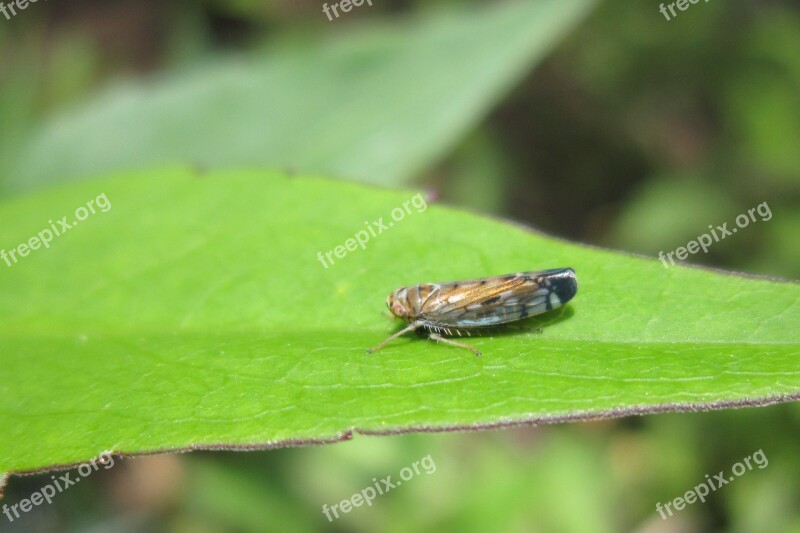 Hemiptera Cicadoidea Bug Insect The Bodice