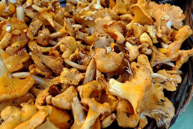 Mushrooms Chanterelles Delicious Appetite Obviously Vitamins