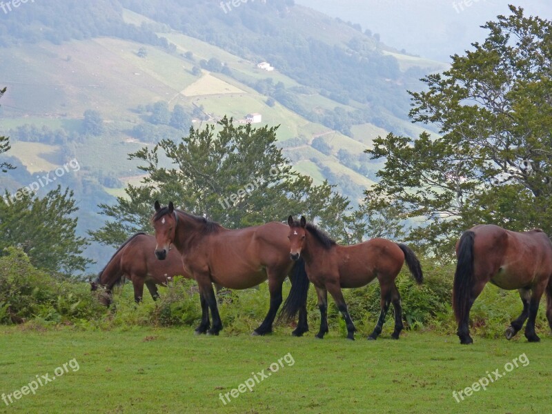 Horses Pastures Pacer Prado Pyrenees