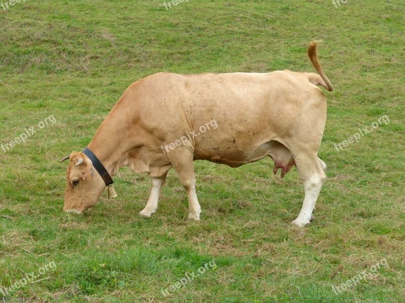 Cow Pacer Through Browsing Grass Pastures