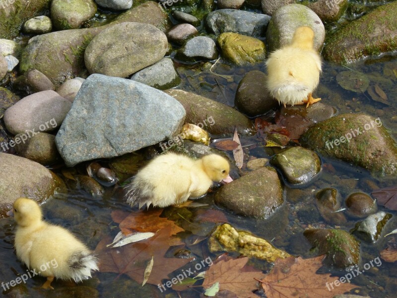 Ducks Ducklings Chicks Young River