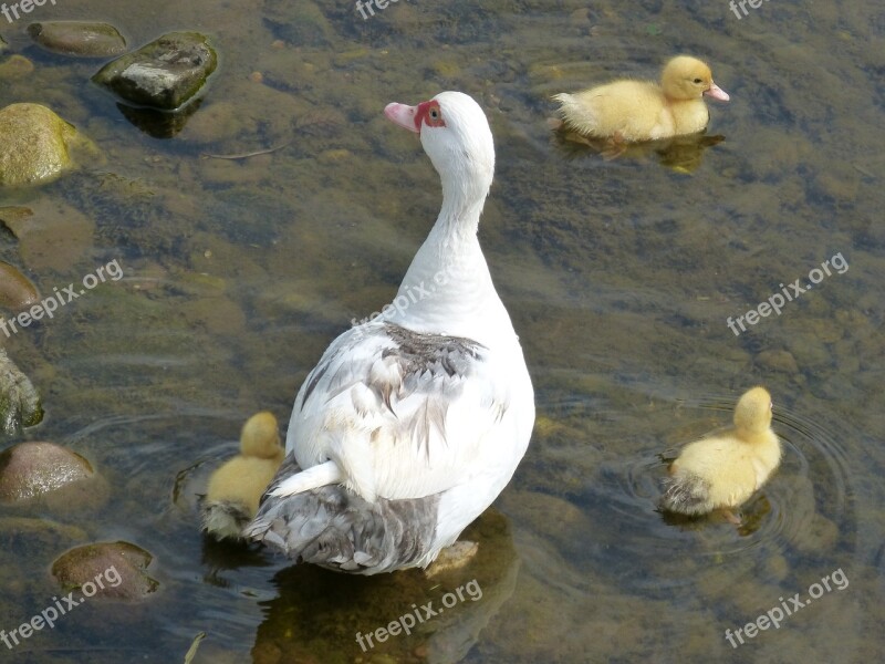 Ducks Ducklings Young River Swim