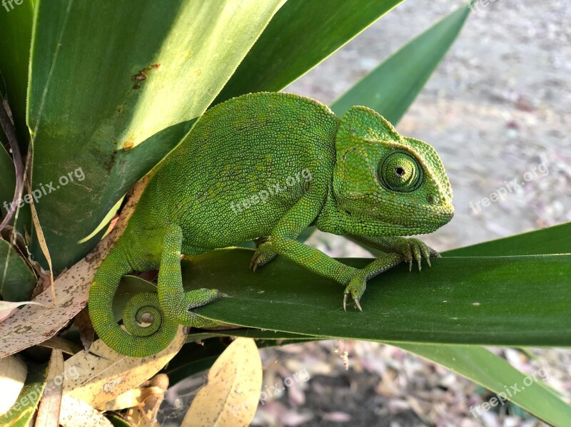 Chameleon Nature Reptile Colorful Green