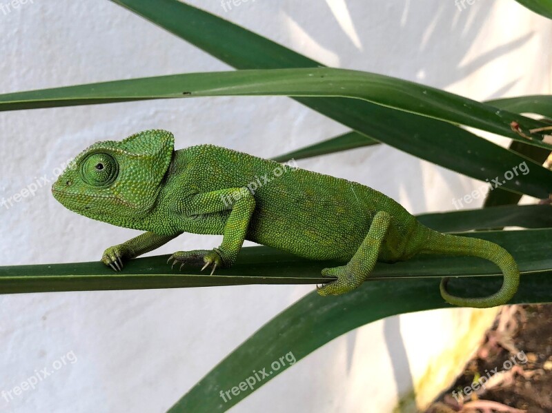 Chameleon Nature Reptile Colorful Green