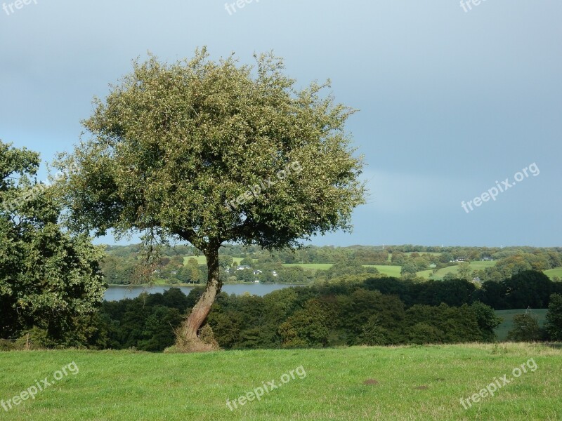 Tree Lake Landscape Hilly Sun