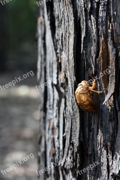 Cicada Shell Insect Shell Bug Wildlife