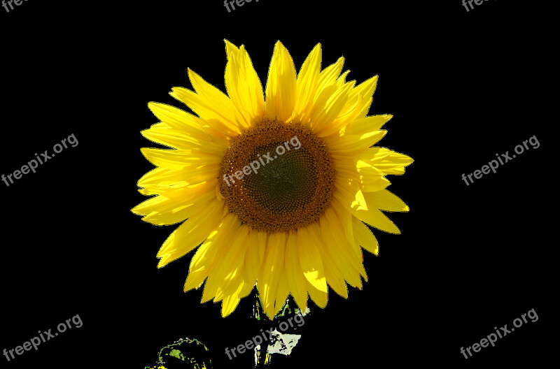 Sunflower Isolated Transparent Background Close Up Sun