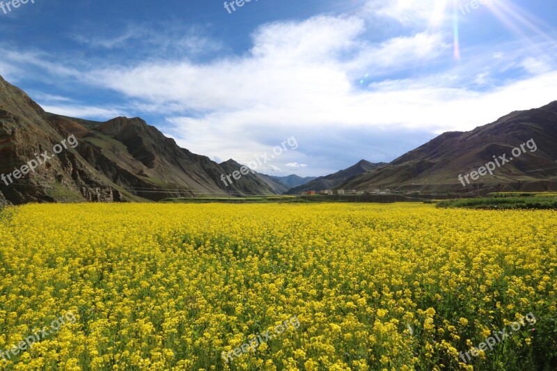 Mustard Flower Field Tibet Free Photos